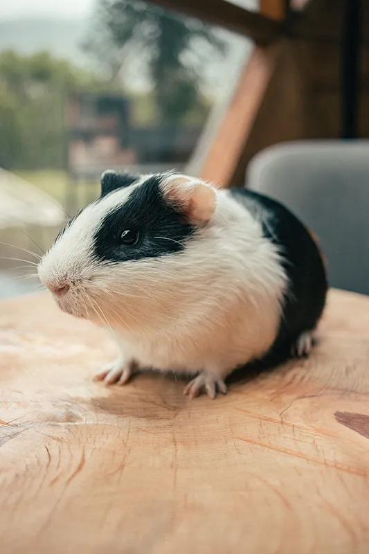 Guinea pig on a table