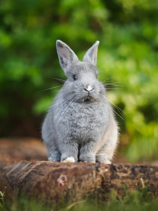 Grey rabbit sitting on a log