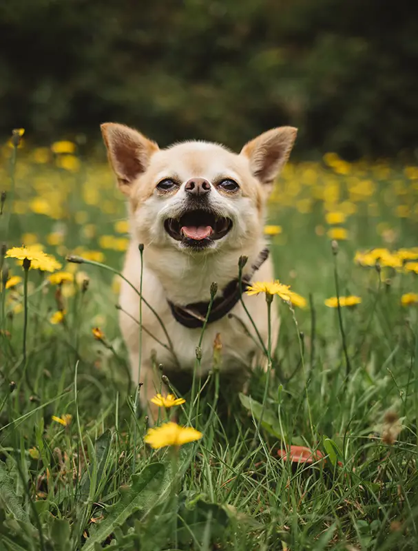 Dog sitting a field of yellow flowers