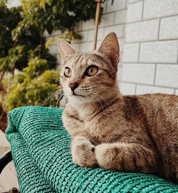Tabby cat lying down