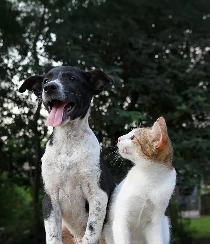 Cat staring at the dog