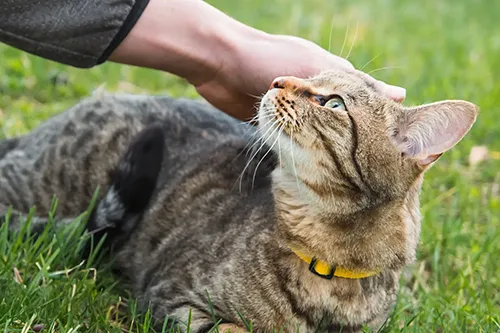 Allergies & Dermatology