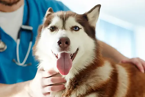 Wellness & Vaccinations