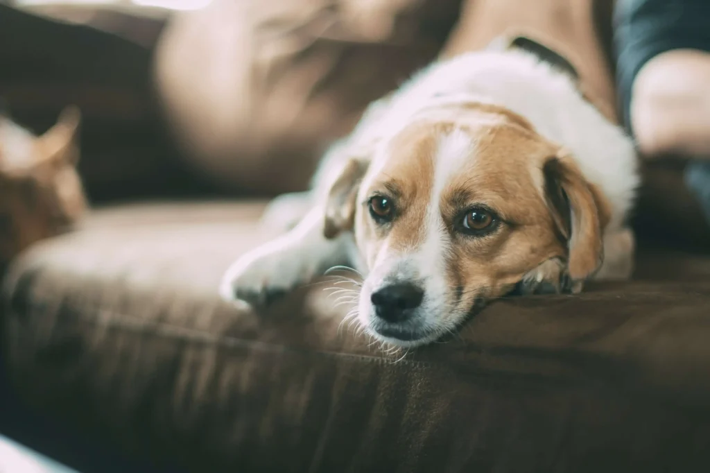 Ways To Keep Your Senior Pet Happy And Healthy