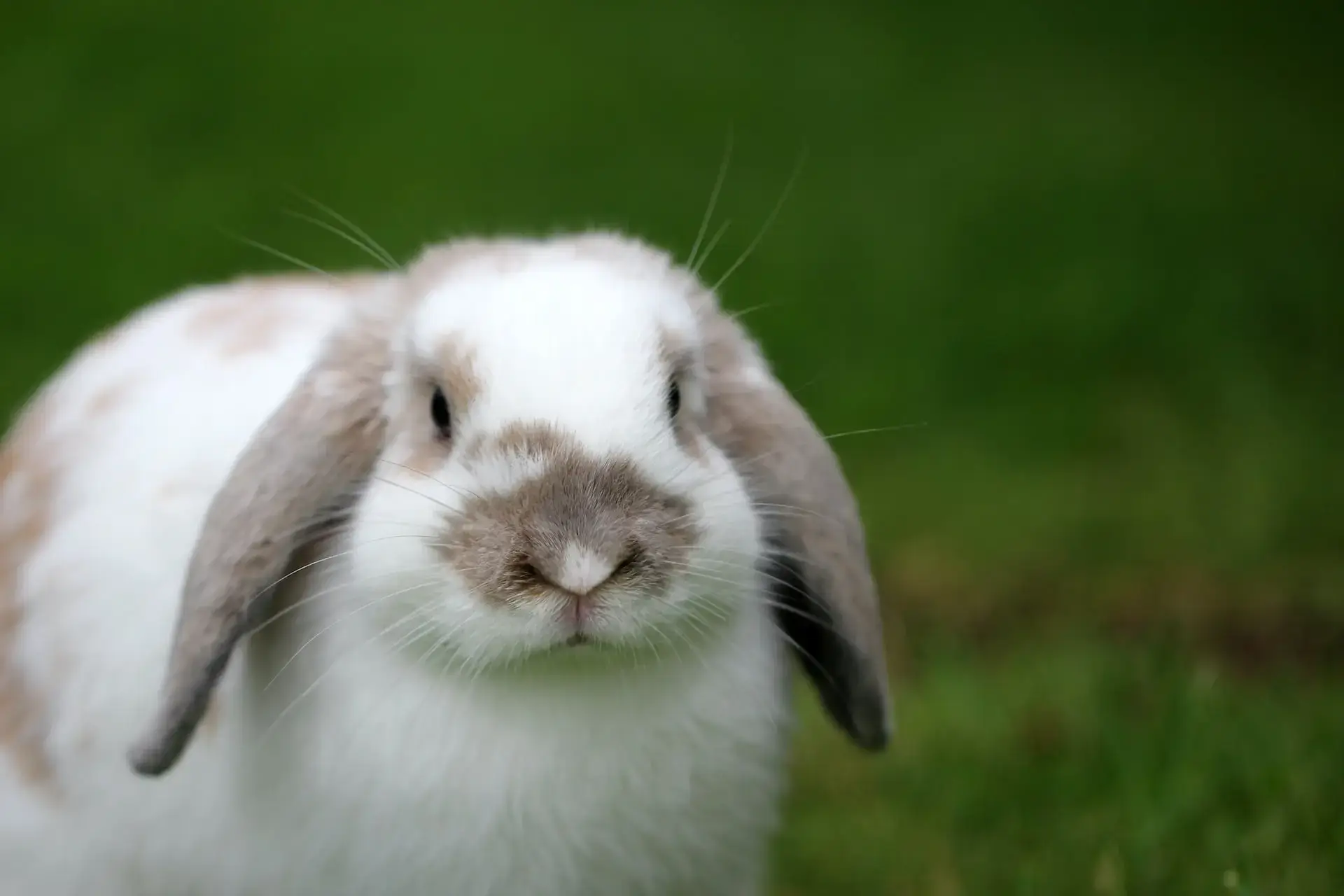 rabbit with white and gray fur