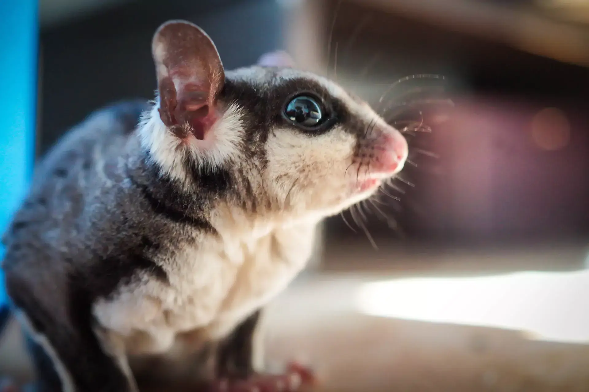 Sugar glider with white and gray fur