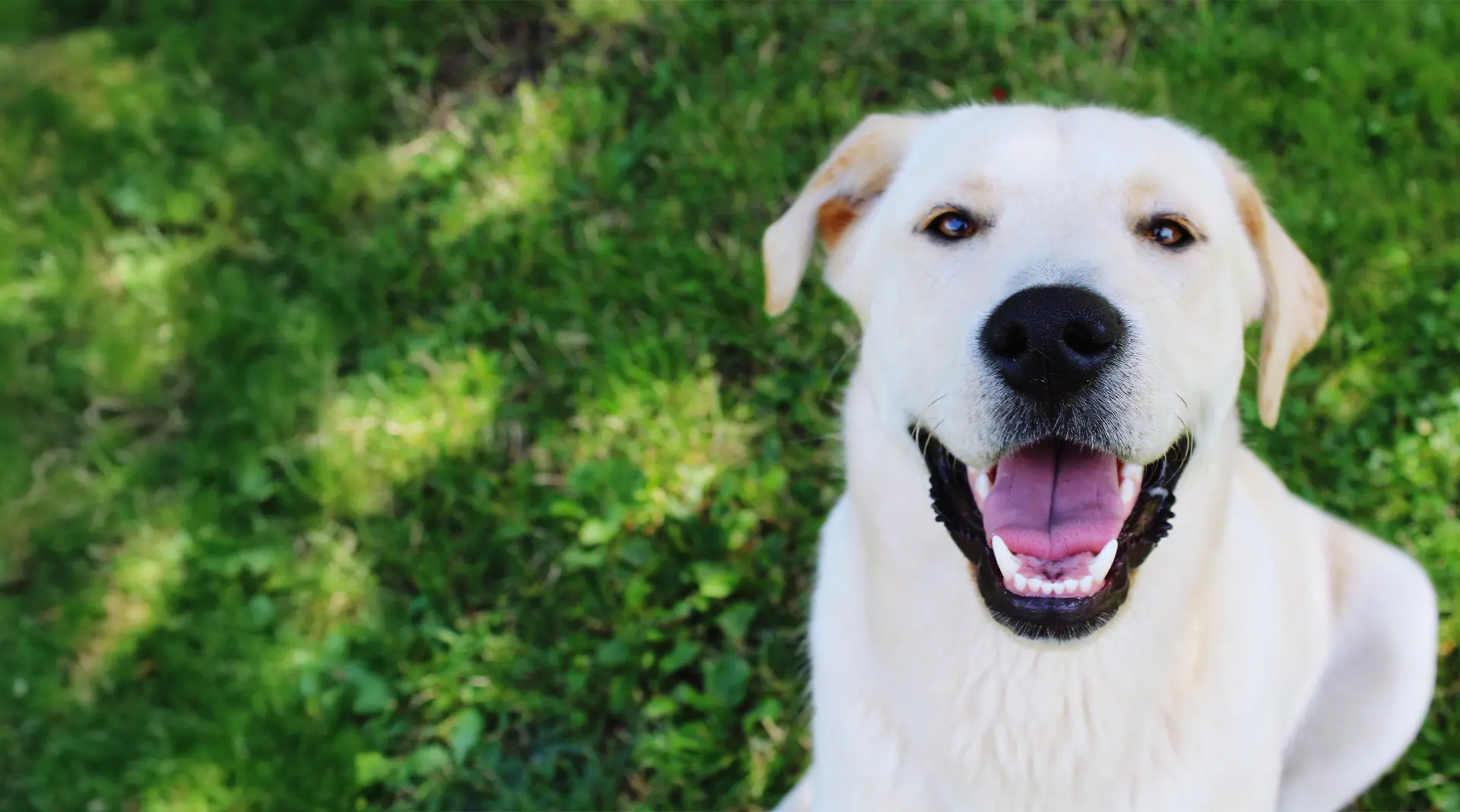 Woman giving her dog a high five