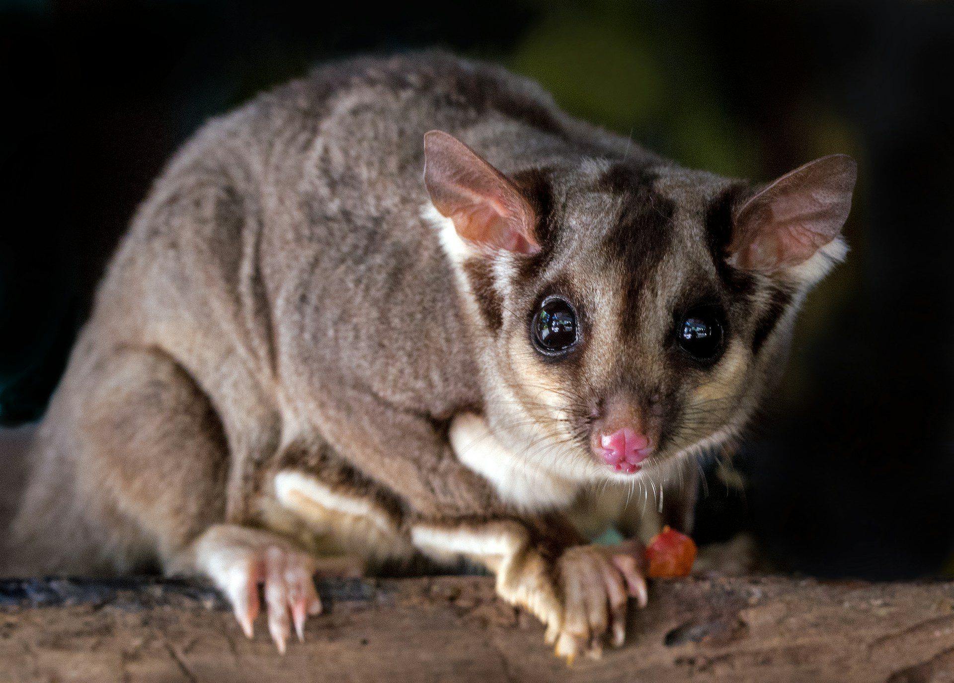 A sugar glider with large, dark eyes and a pink nose perches on a wooden branch, looking directly at the camera.