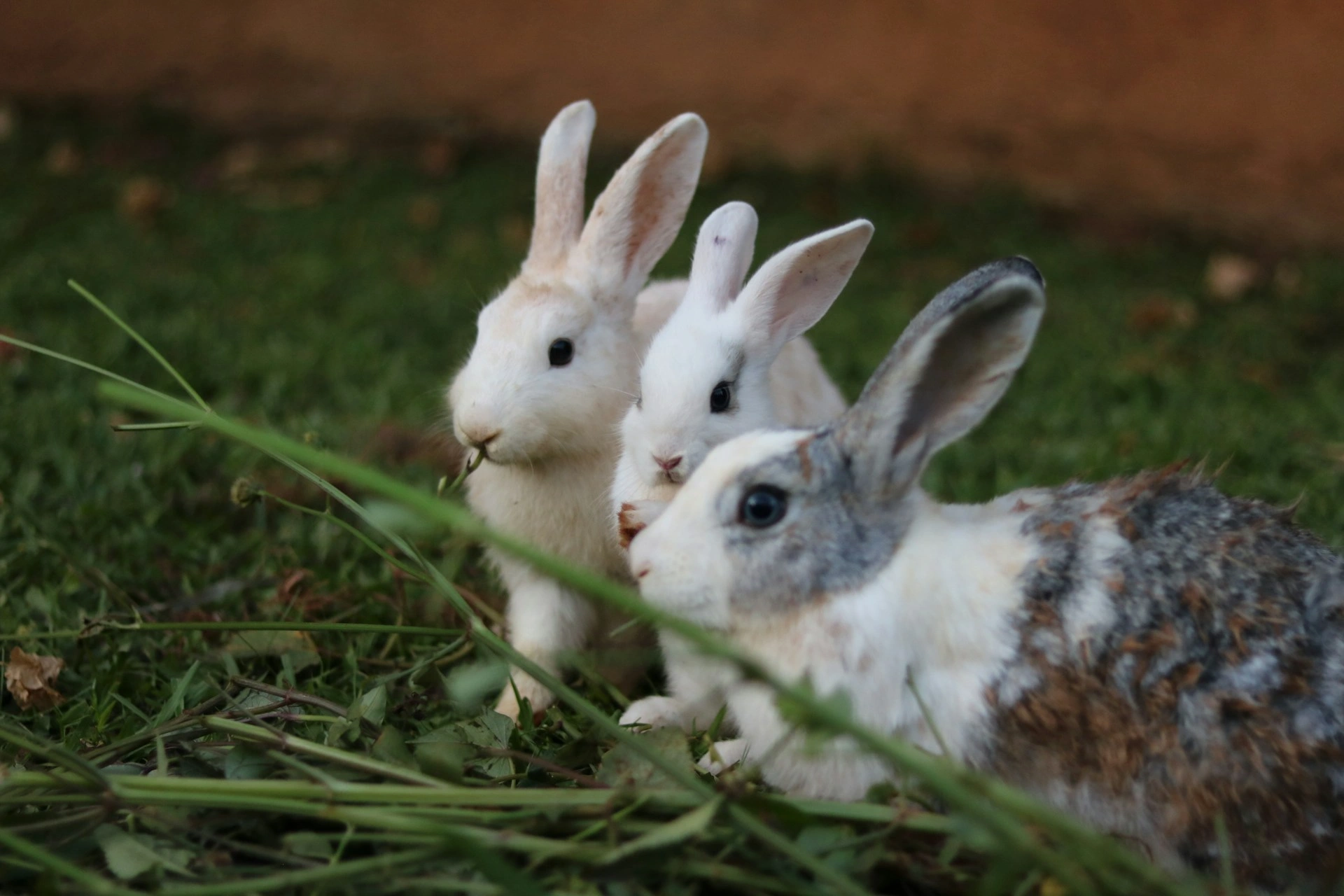 Three young rabbits gather together on green grass to eat fresh plant stalks.