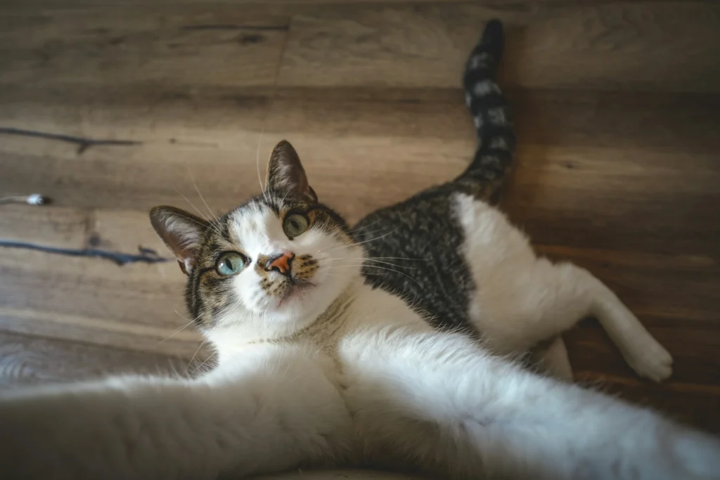 A tabby cat stretches its front paws forward toward the camera as if taking a selfie, while lying down on a wooden floor.
