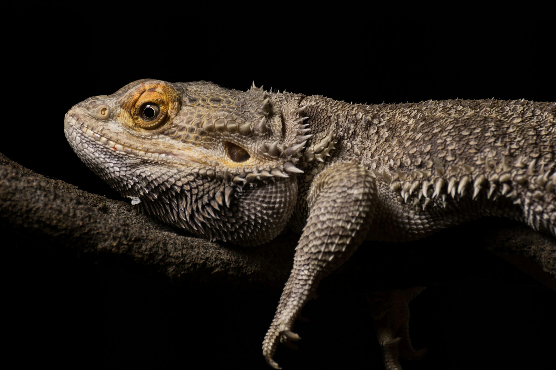 A spiky bearded dragon resting on a thick branch against a black background.