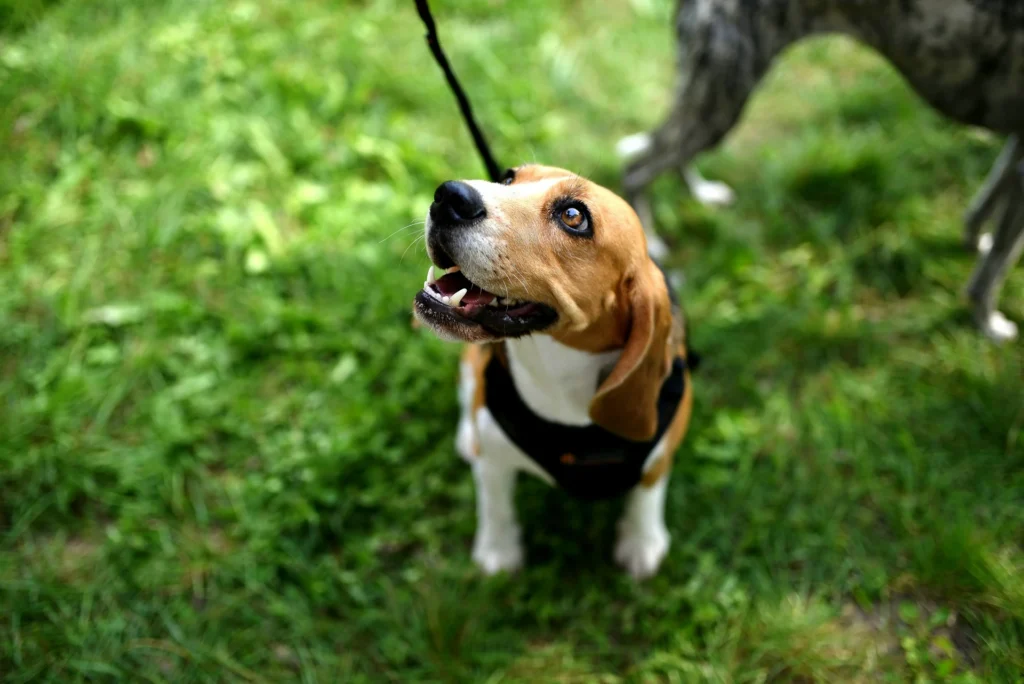 A beagle wearing a black harness stands on a green lawn, looking up expectantly on its leash.