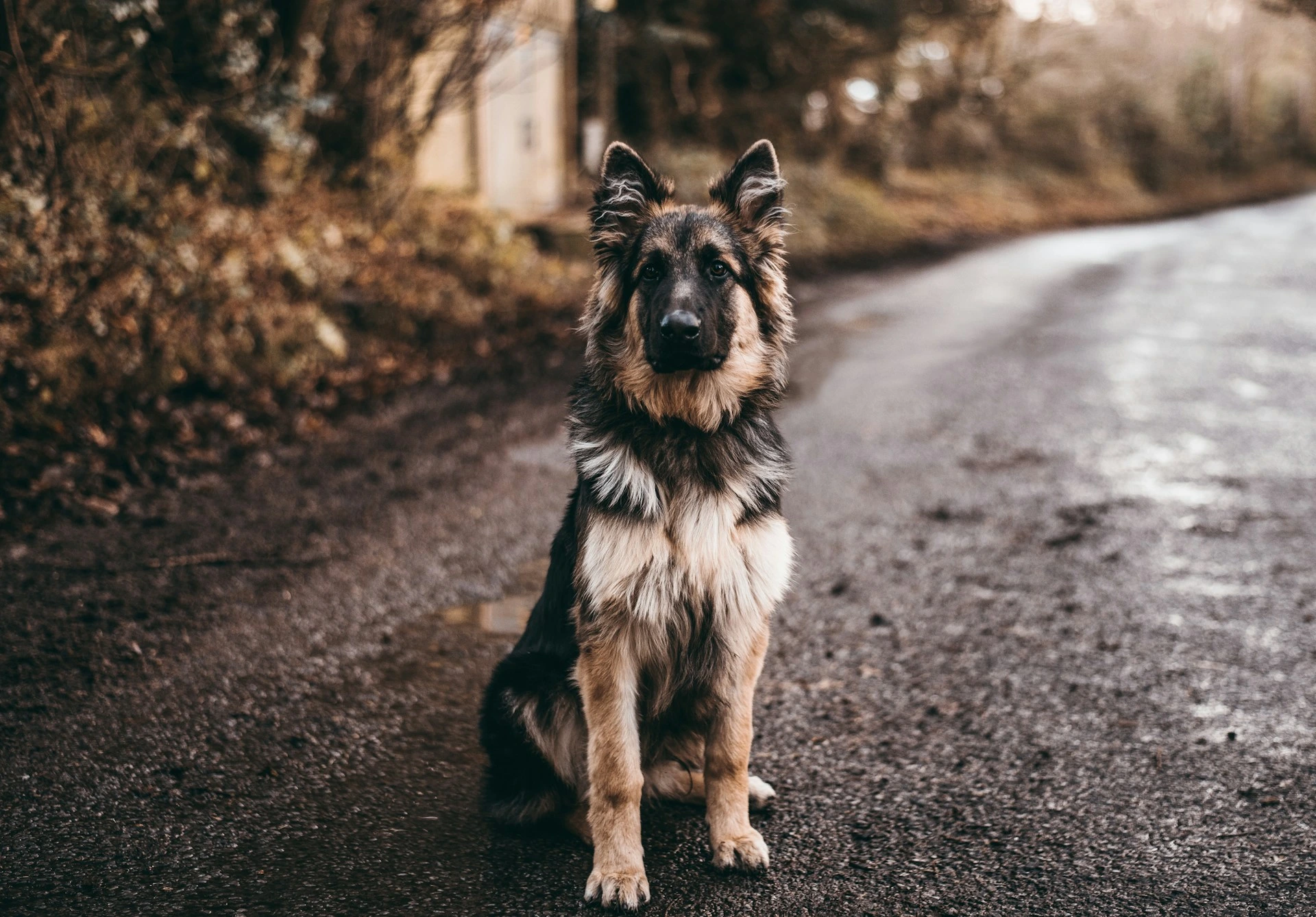 A German Shepherd sits on a damp, country road with autumnal trees in the background.