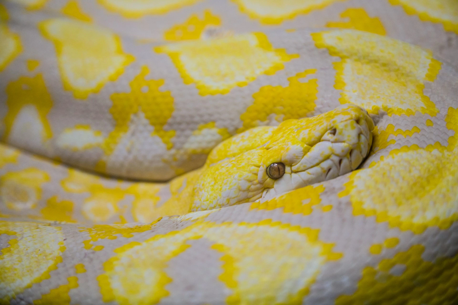 An albino reticulated python with bright yellow and white patterns rests coiled tightly with its head visible.