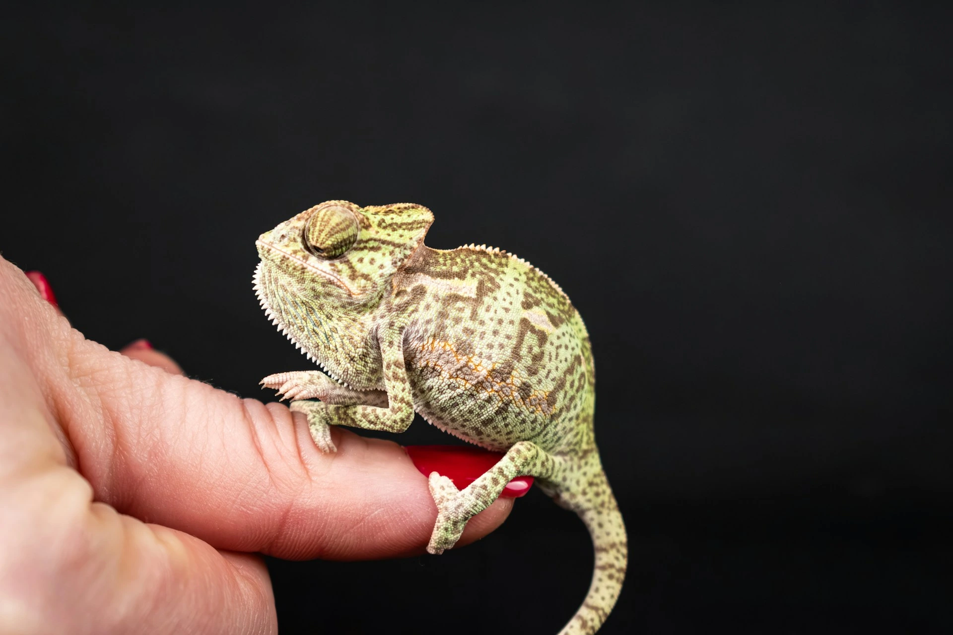 A tiny juvenile chameleon perches on a person's finger against a plain black background.
