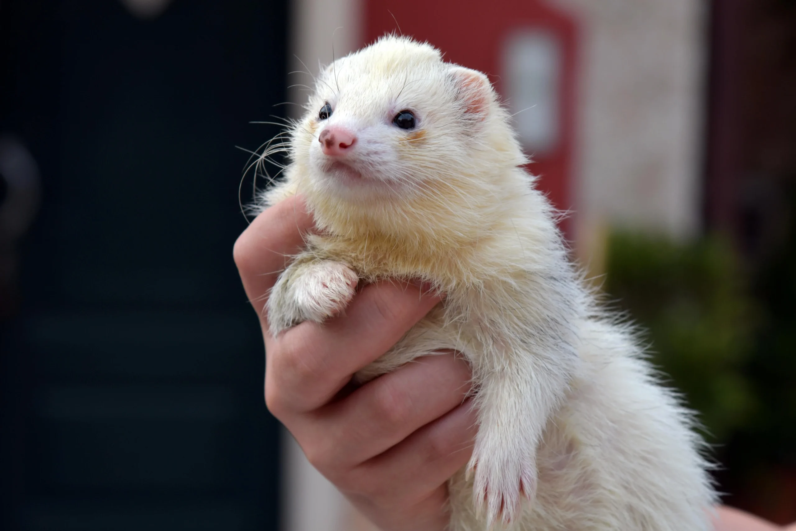 A white ferret being held in a person's hand.