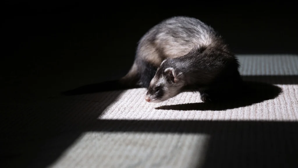 Common Ferret Health Problems and How to Spot Them Early